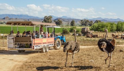 Südafrika, Wunder der Garden Route