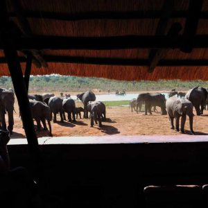 Ivory Lodge