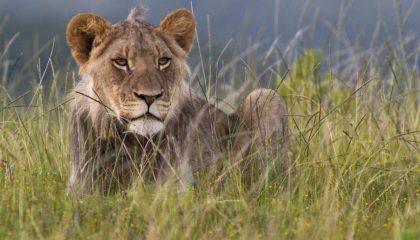 Safari ins östliche Kap, Kariega Game Reserve