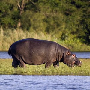 Kosi Forest Lodge Hippo isimangaliso