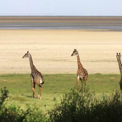 Lake Manyara National Park