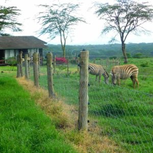 Lake Nakuru Lodge