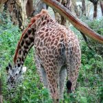 Lake Nakuru National Park