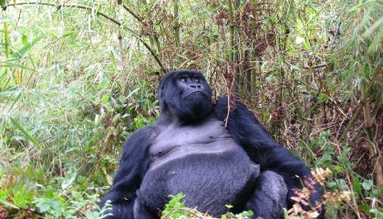 Individuelle Safari durch Ruanda, Gorilla im Volcanoe NP