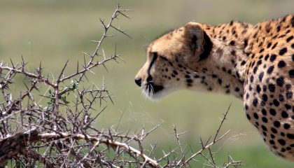 Gorillas in Uganda und Safari in der Serengeti