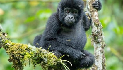 Gorilla Safari in Uganda