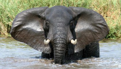 Elefanten Safari in Botswana und Zimbabwe