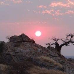 Tuli Block,, traumhafte Baobab Bäume