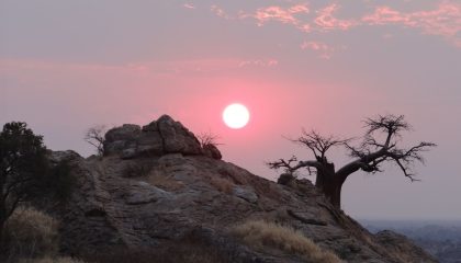 Tuli Block,, traumhafte Baobab Bäume