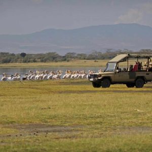 Mbweha Camp