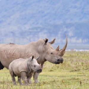 Safari und Baden in Kenia, Mbweha Camp Lake Nakuru