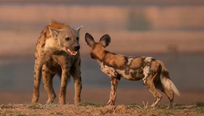 Gruppenreise durch Sambia, wild dogs auf Pirschfahrten