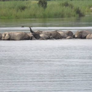 Ndhovu Safari Lodge Elefantencrossing
