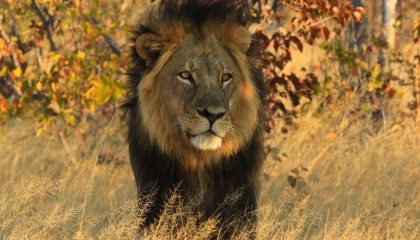 Safari im Hwange Nationalpark, Pirschfahrt