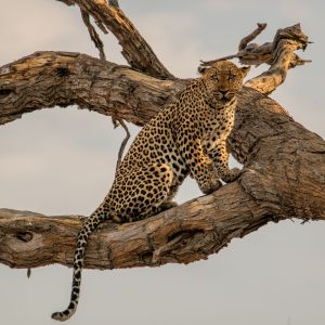 Nehimba Safari Lodge auf Pirschfahrt