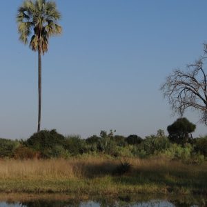 Lagune mit Palme