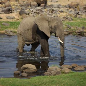 Ruaha River Lodge