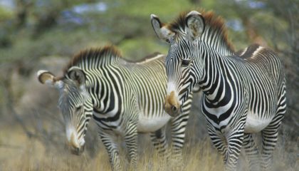 Familiensafari in Kenias Norden, Grevy Zebra