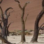 Sossusvlei Guide