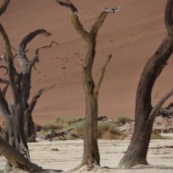 Sossusvlei Guide