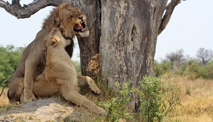 Lodge-Safari durch drei Länder