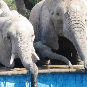 Tandala Tented Camp