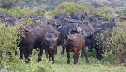 Okavango Kleingruppensafari