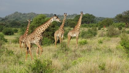 Luxus Safari in Tansania, einmalige Serengeti