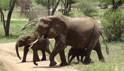 Preiswwerte Lodge Safari in Botswana, Elefanten im Chobe N. P.