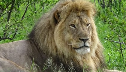 Kleingruppenreise durch Kenia, Löwe in der Masai MAra