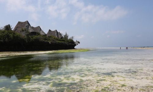 Unguja low tide