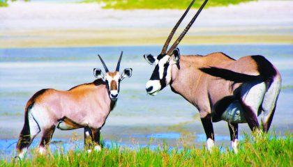 Abenteuerreise, Gemsbok in the Namibrand Reserve
