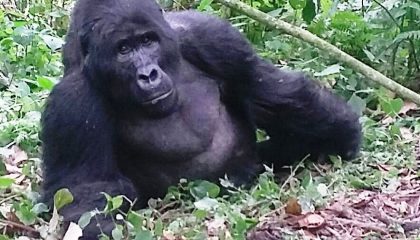 Gorilla im Regenwald