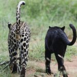 Leoparden im Conservancy