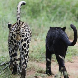Leoparden im Conservancy