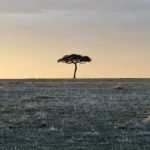 Masai Mara, Sundowner