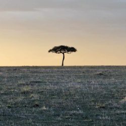 Masai Mara, Sundowner